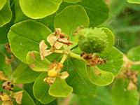 Euphorbia palustris (fam Euphorbiacees) (Europe, Siberie) (4) (Photo F. Mrugala)